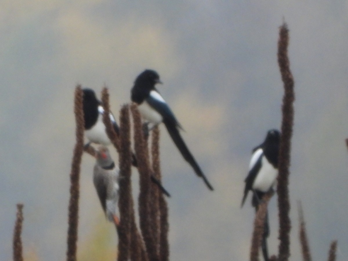 Black-billed Magpie - ML643807342
