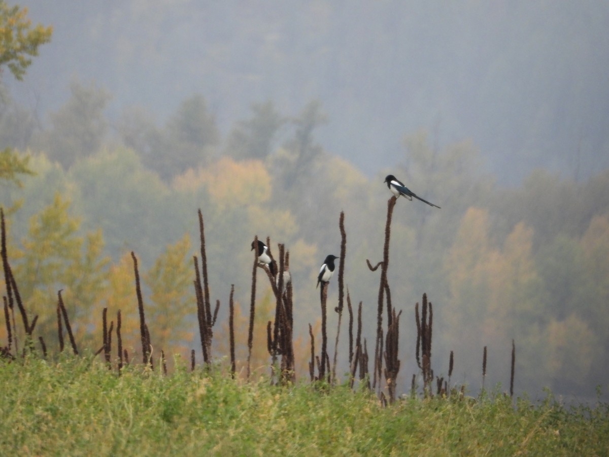 Black-billed Magpie - ML643807343