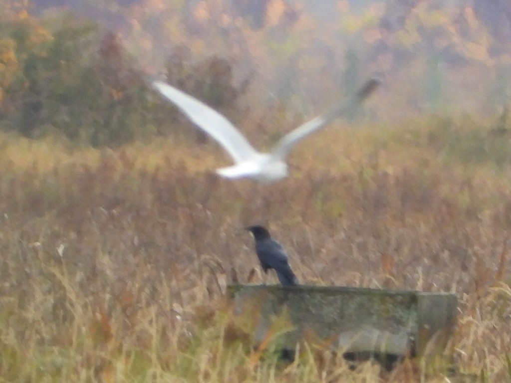 Grand Corbeau - ML643807351