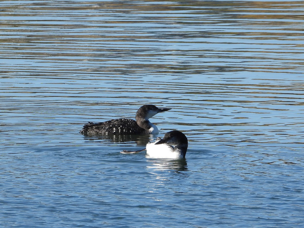 Common Loon - ML643807359