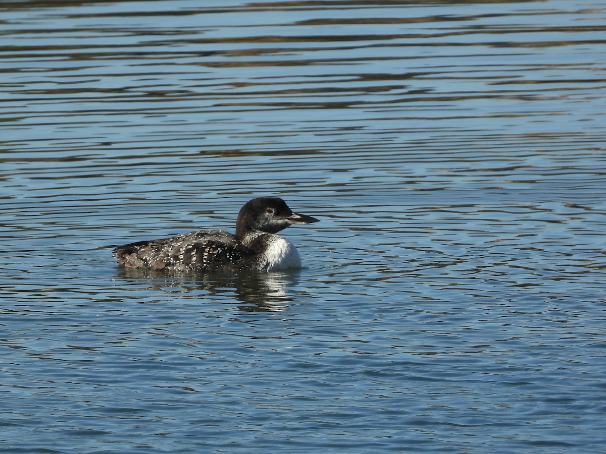 Common Loon - ML643807360