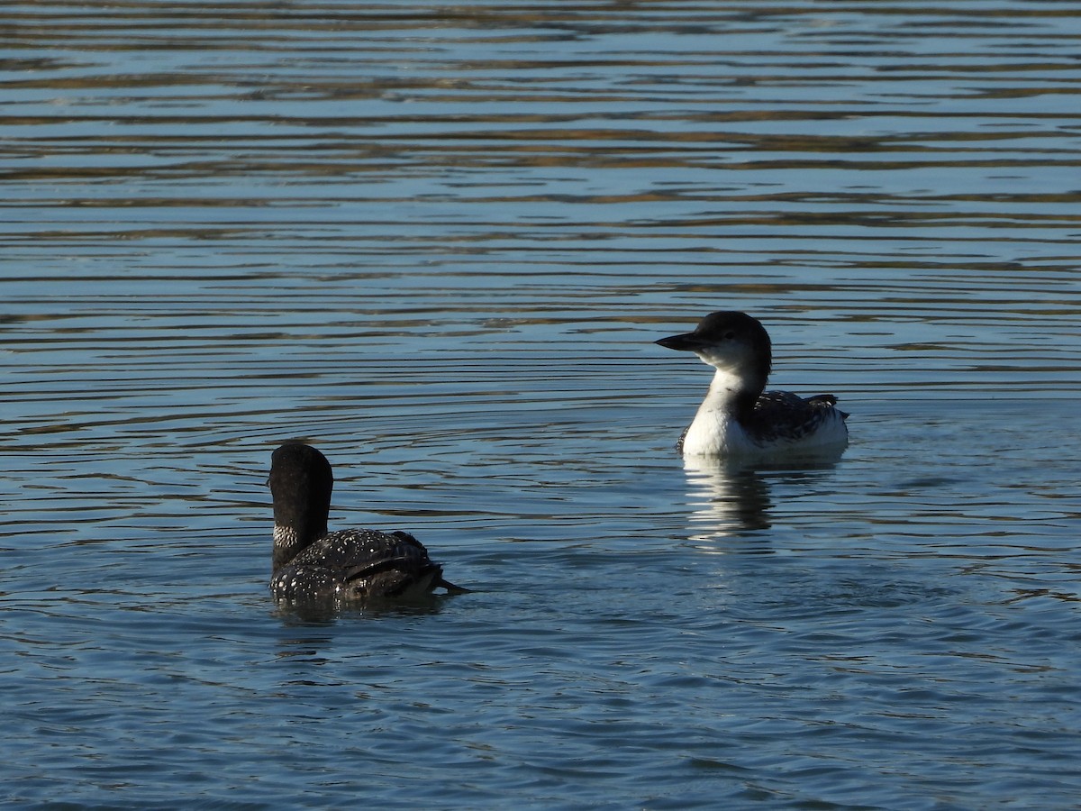 Common Loon - ML643807361