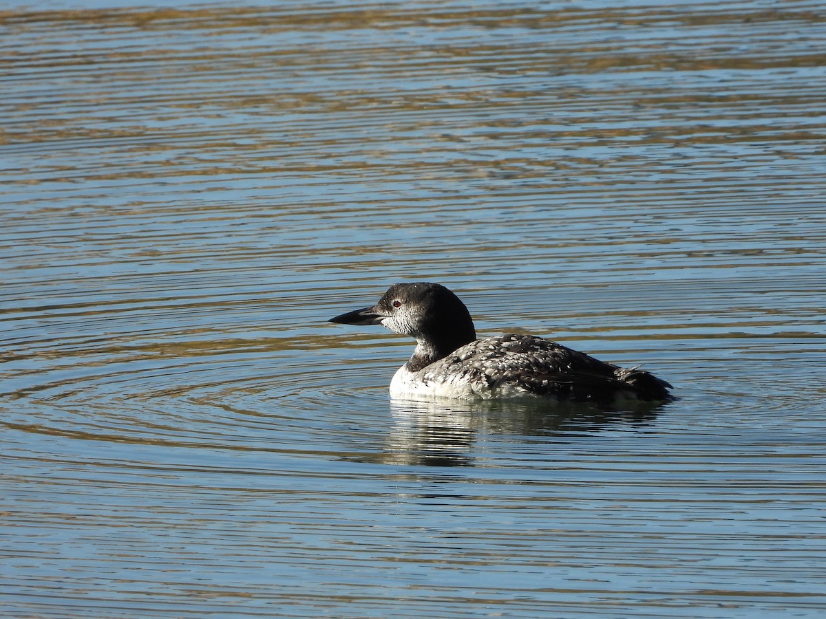 Common Loon - ML643807362
