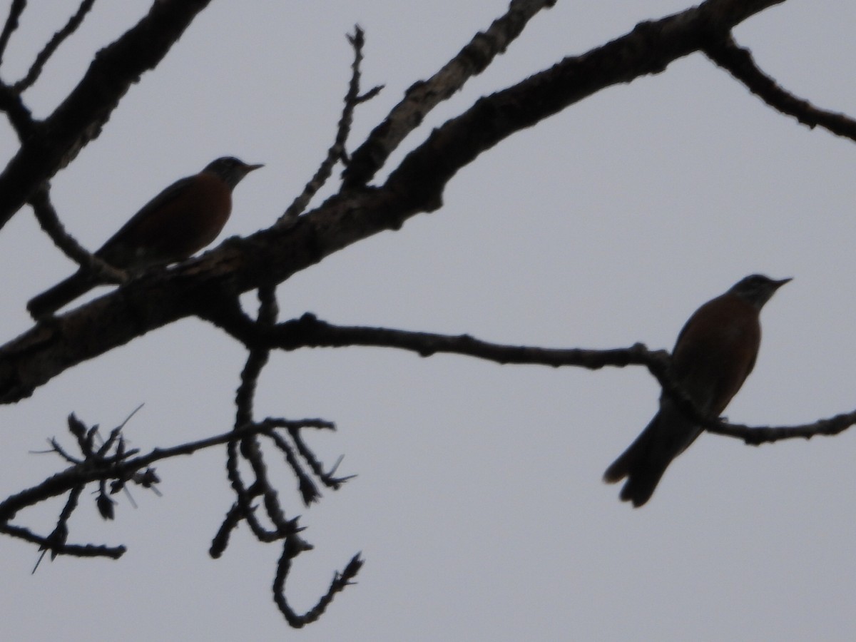 American Robin - ML643807364