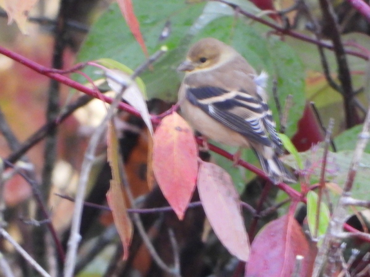 American Goldfinch - ML643807368