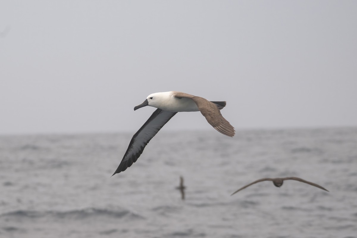 Indian Yellow-nosed Albatross - ML643807369