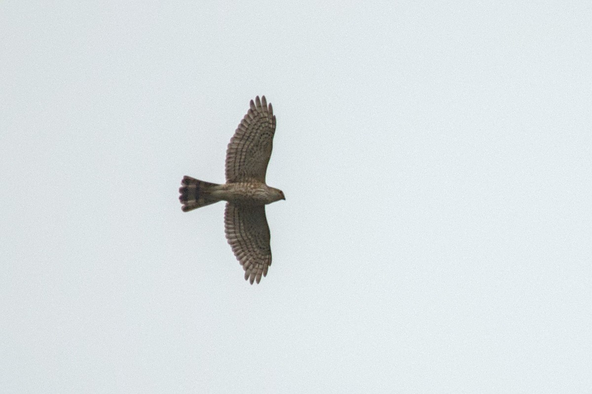 Japanese Sparrowhawk - ML643807372