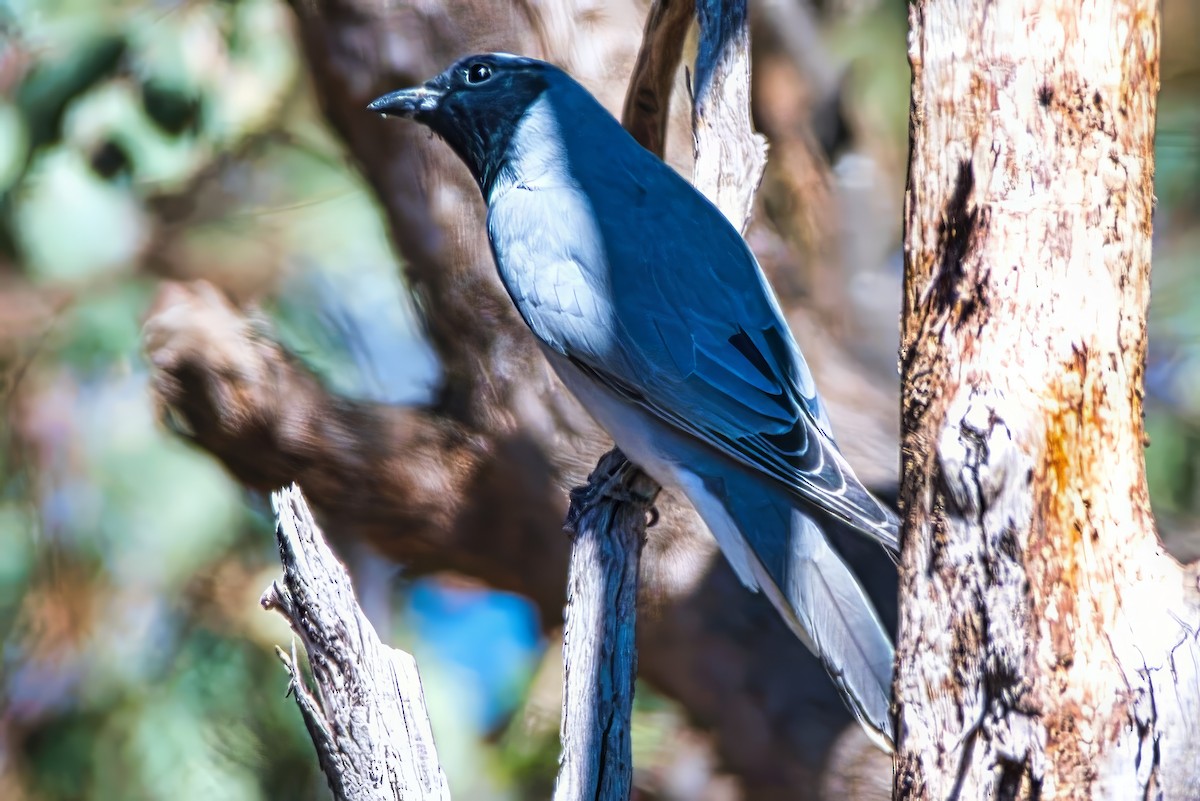 Black-faced Cuckooshrike - ML643807376