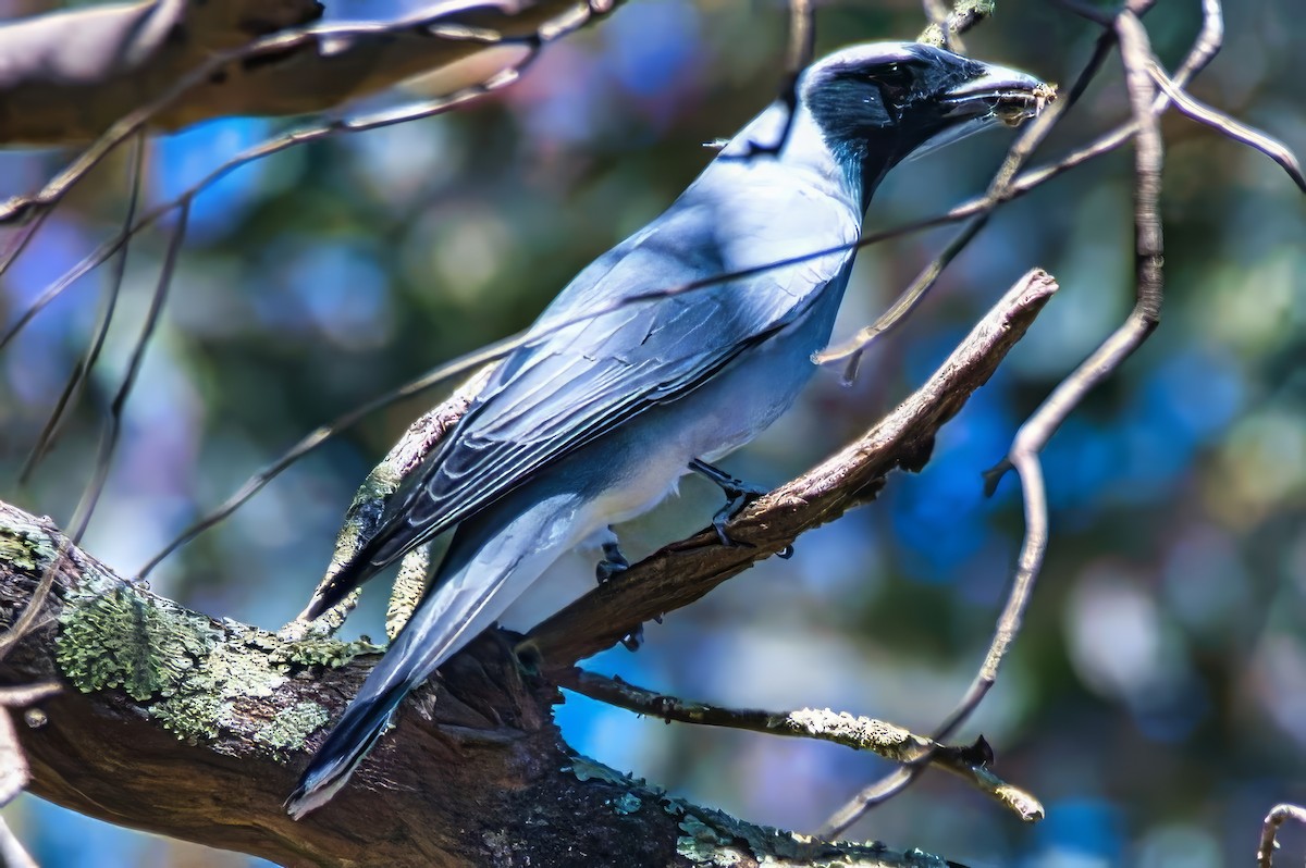 Black-faced Cuckooshrike - ML643807377