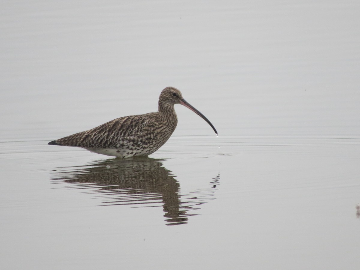 ダイシャクシギ - ML643807378