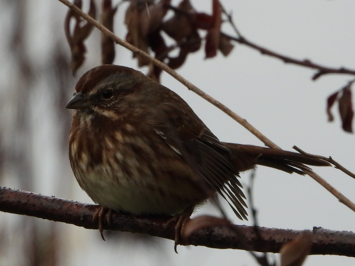 Song Sparrow - ML643807385