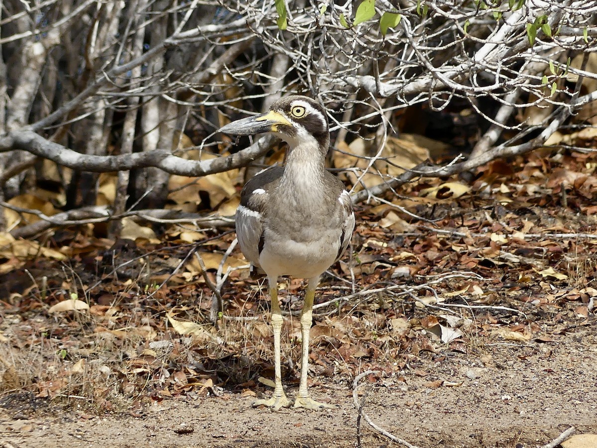 Beach Thick-knee - ML643807387