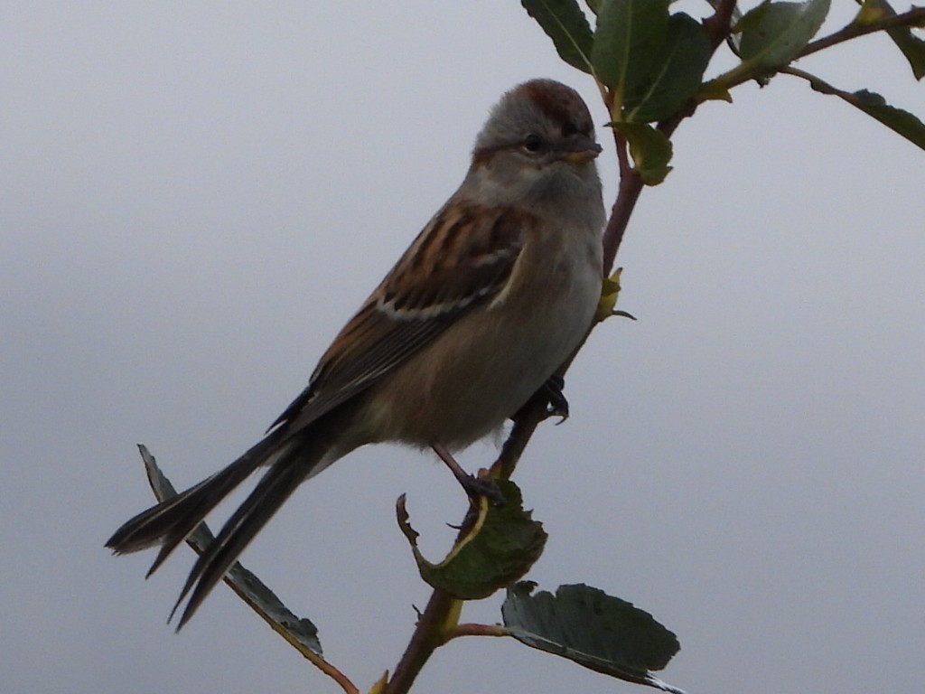 American Tree Sparrow - ML643807395