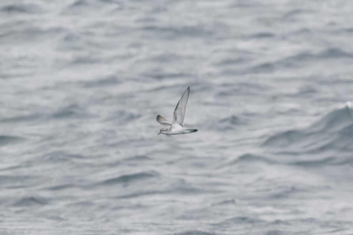 Fairy Prion - ML643807398