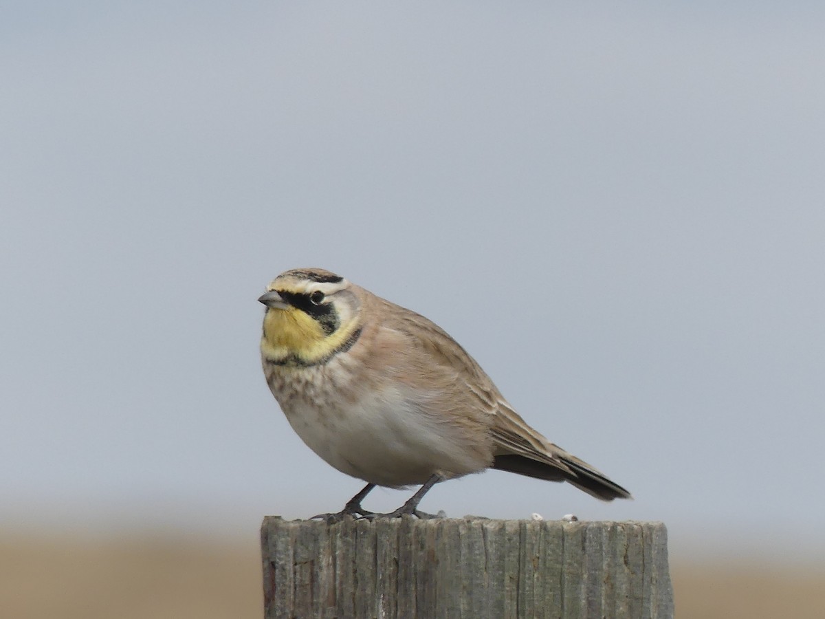 Horned Lark - ML643807399