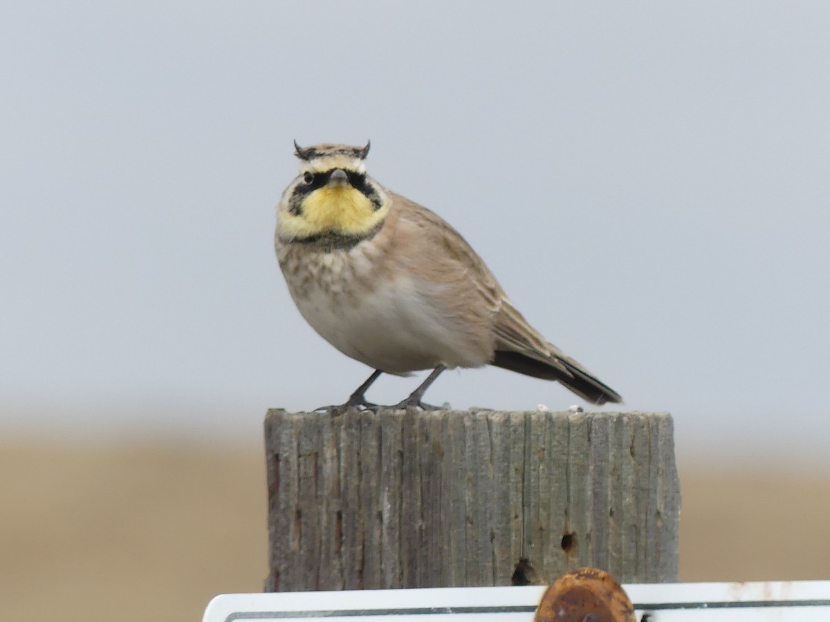 Horned Lark - ML643807400