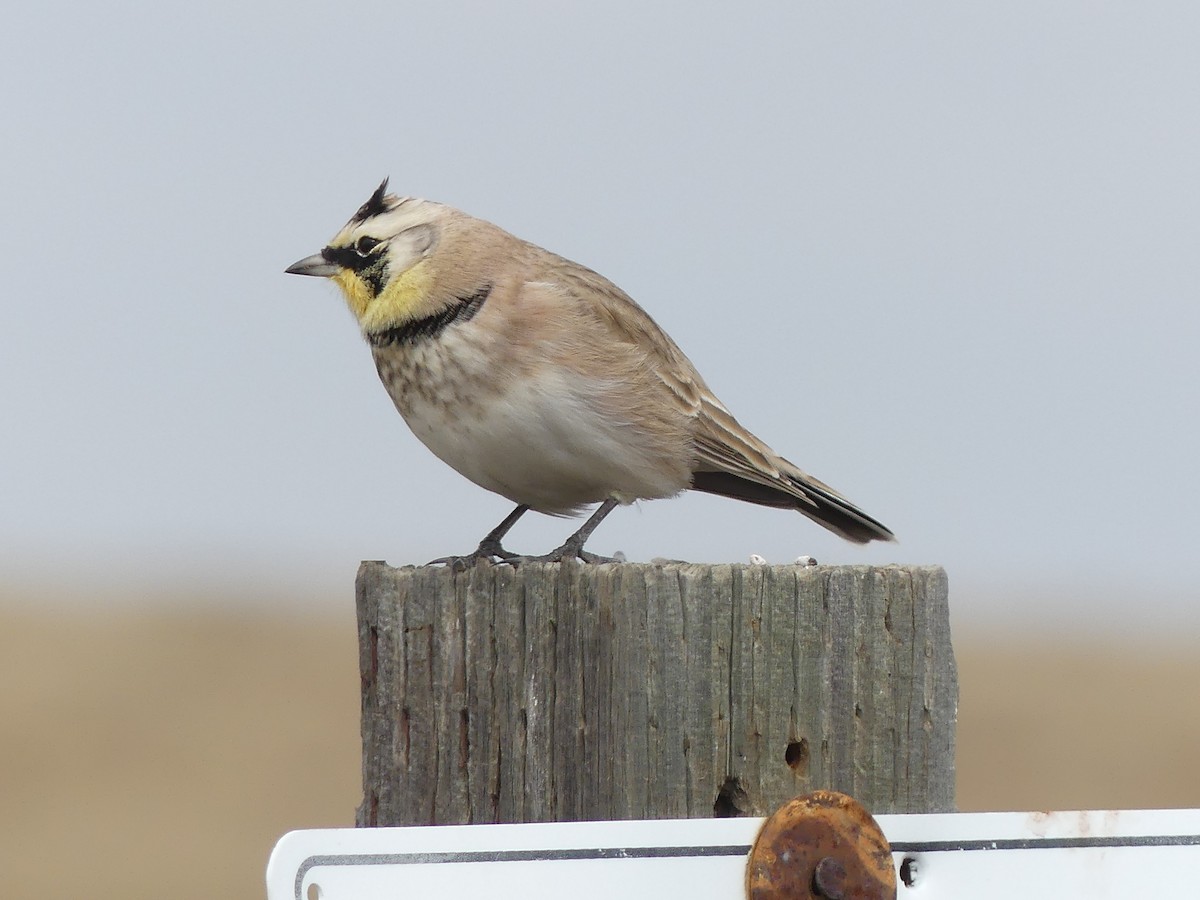 Horned Lark - ML643807401