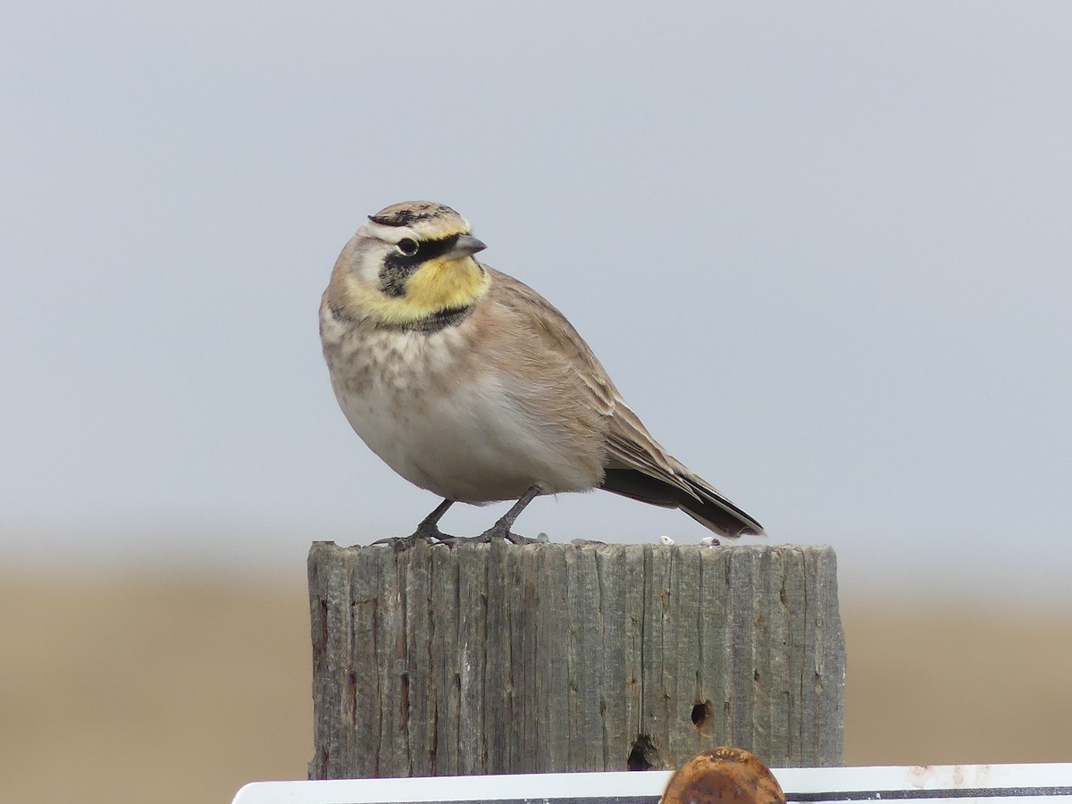 Horned Lark - ML643807402
