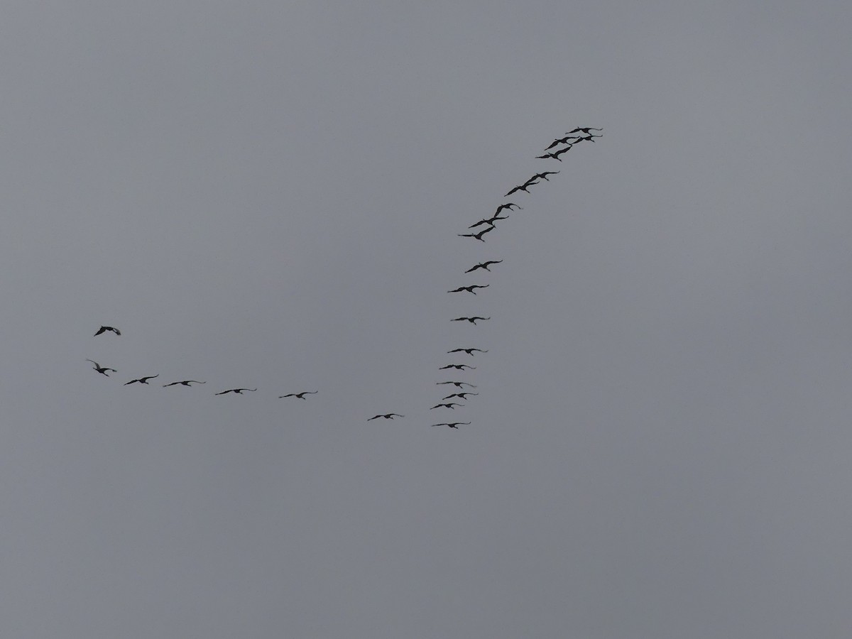 Sandhill Crane - ML643807409
