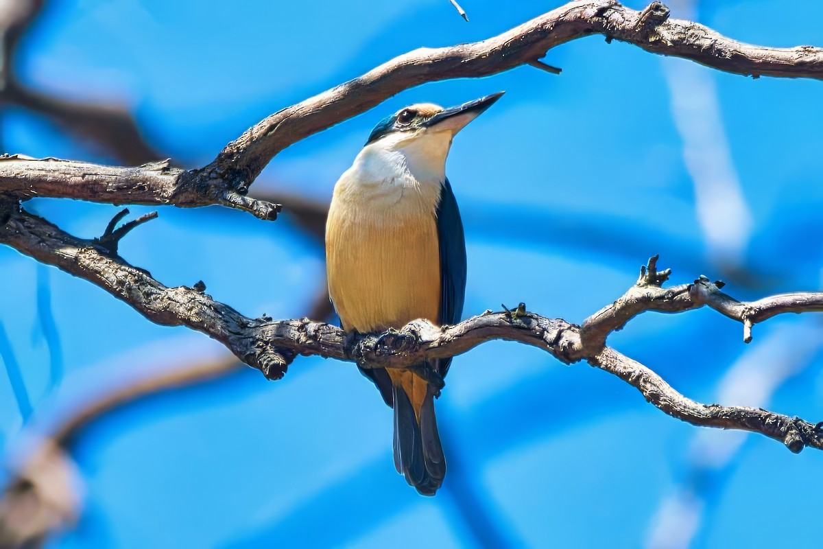 Sacred Kingfisher (Australasian) - ML643807411