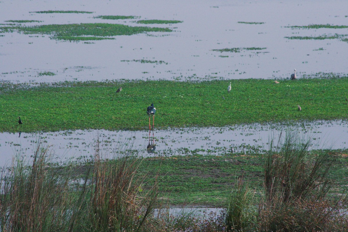 Black-necked Stork - ML643807413