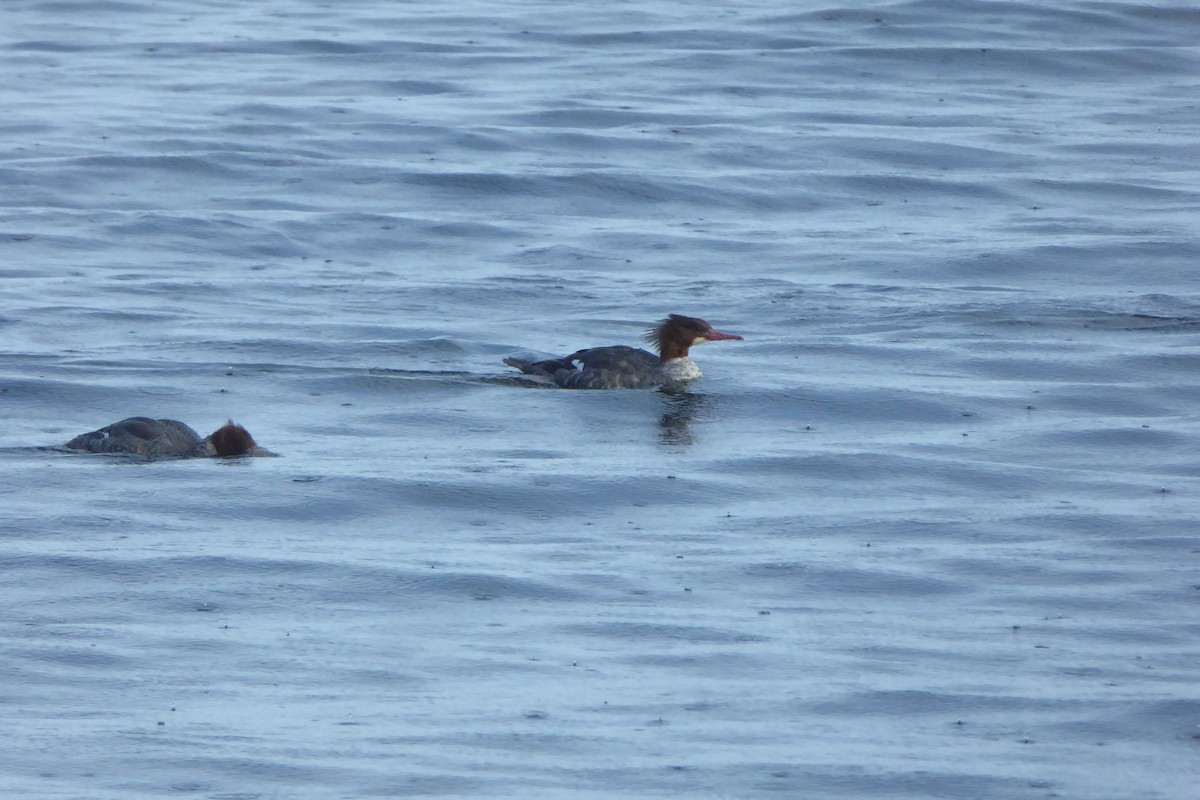 Gänsesäger - ML643807430