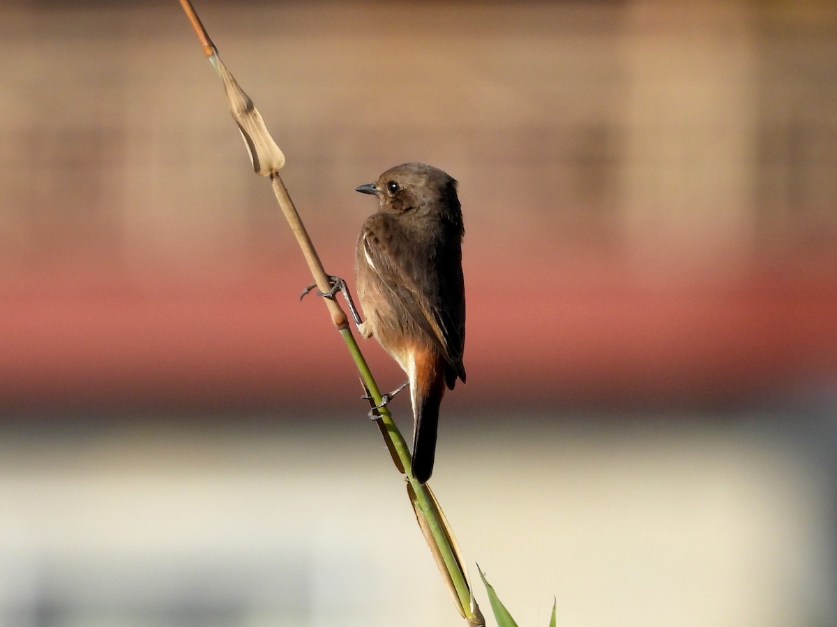 Pied Bushchat - ML643807433