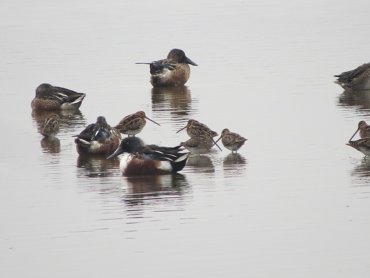 タシギ - ML643807435