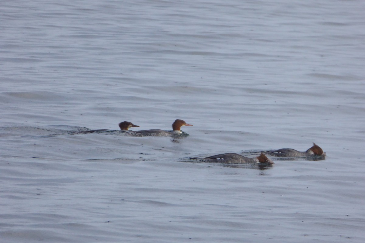 Gänsesäger - ML643807436