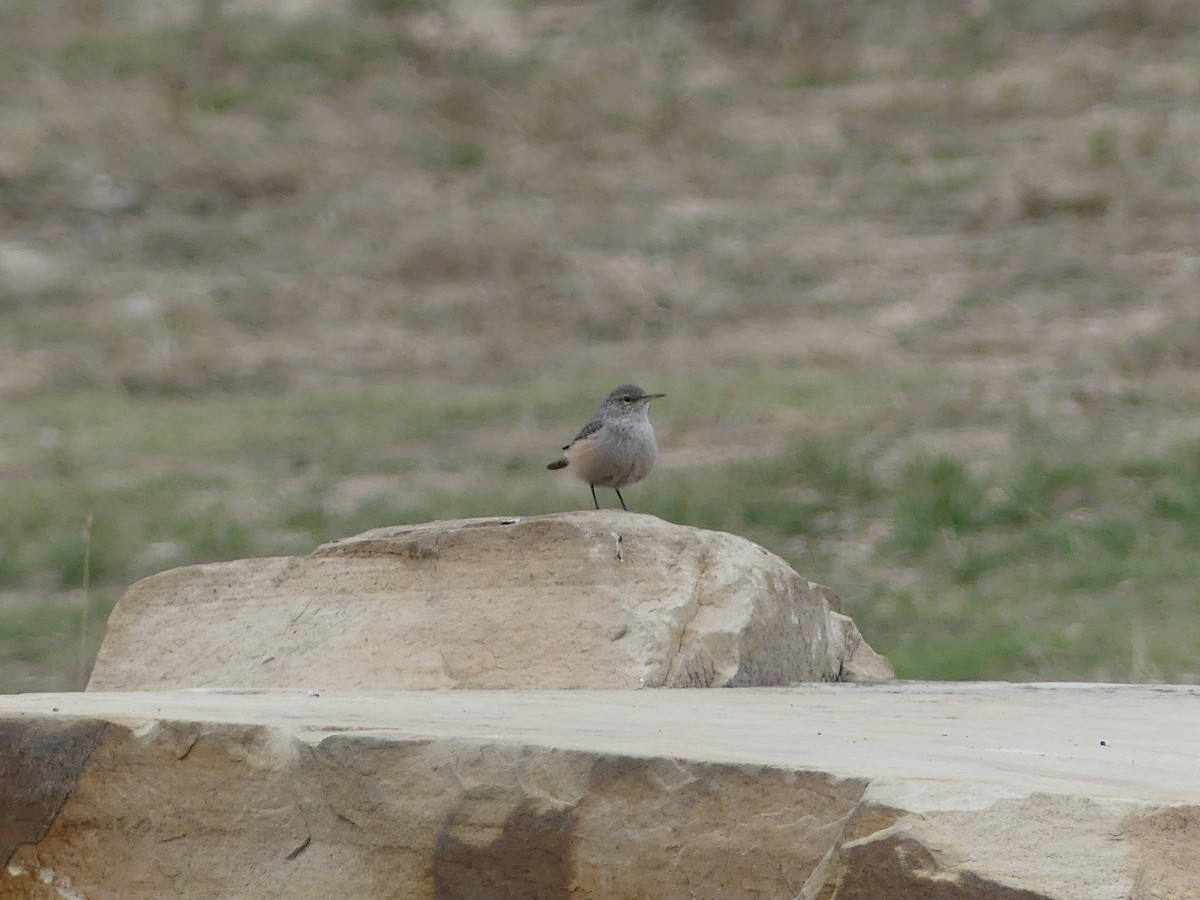 Rock Wren - ML643807440