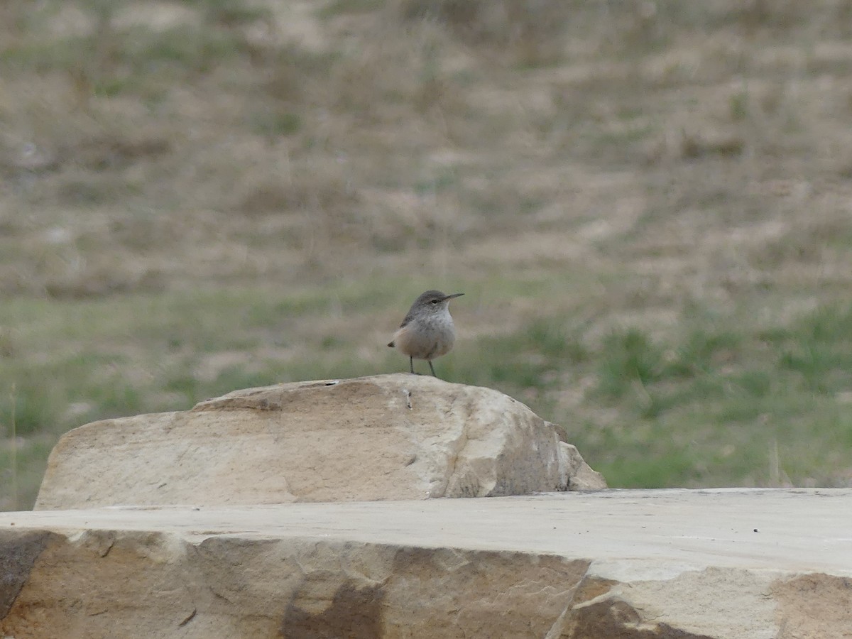 Rock Wren - ML643807441