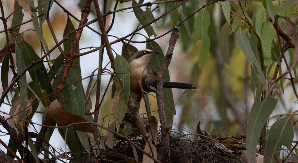 Gray-crowned Babbler - ML643807453