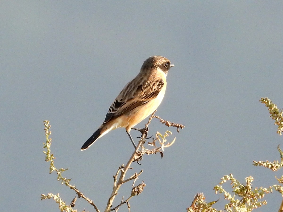 Pied Bushchat - ML643807456