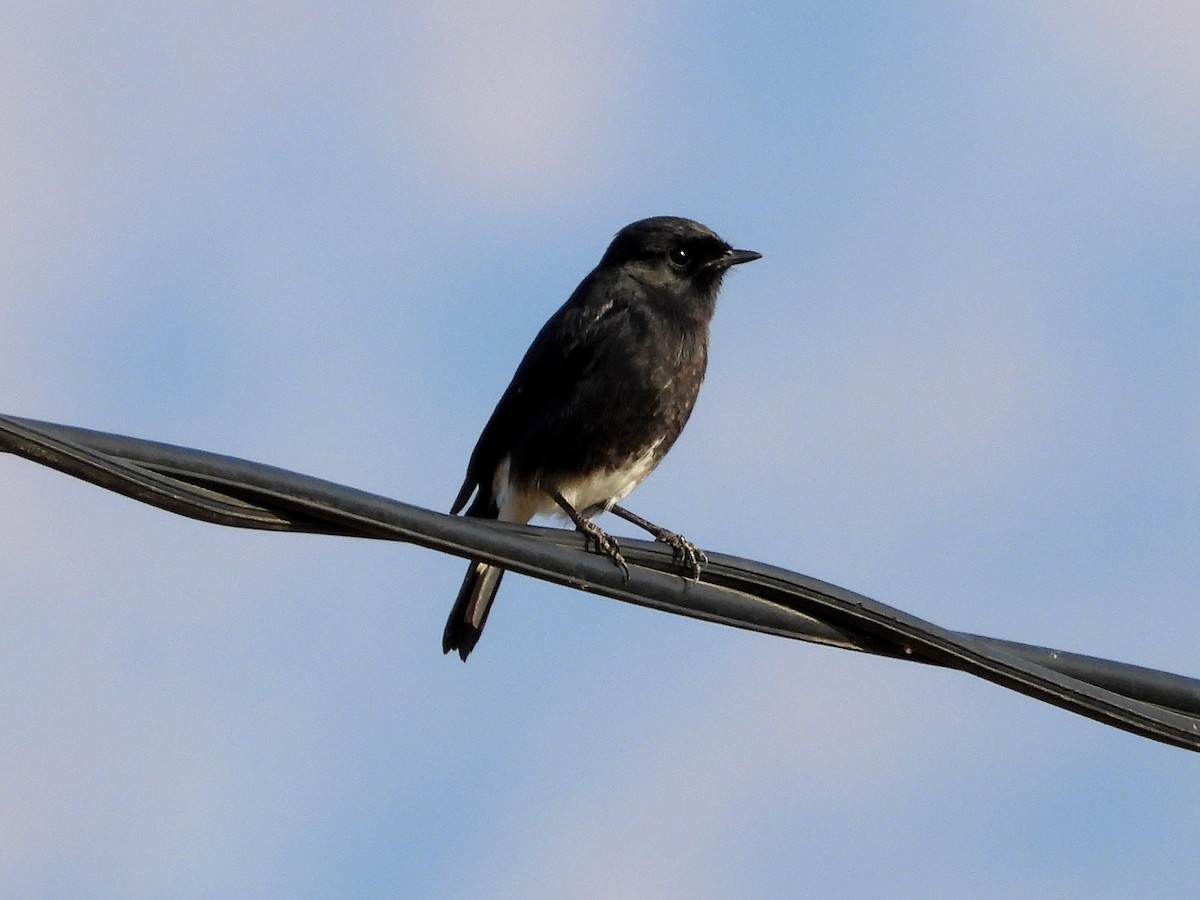 Pied Bushchat - ML643807457