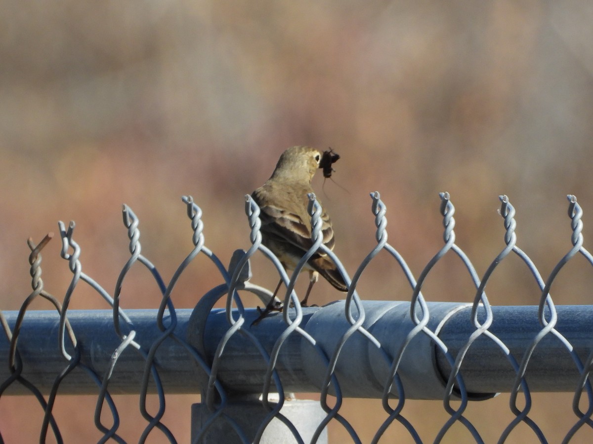 American Pipit - ML643807472