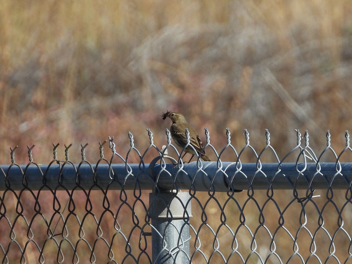 American Pipit - ML643807474