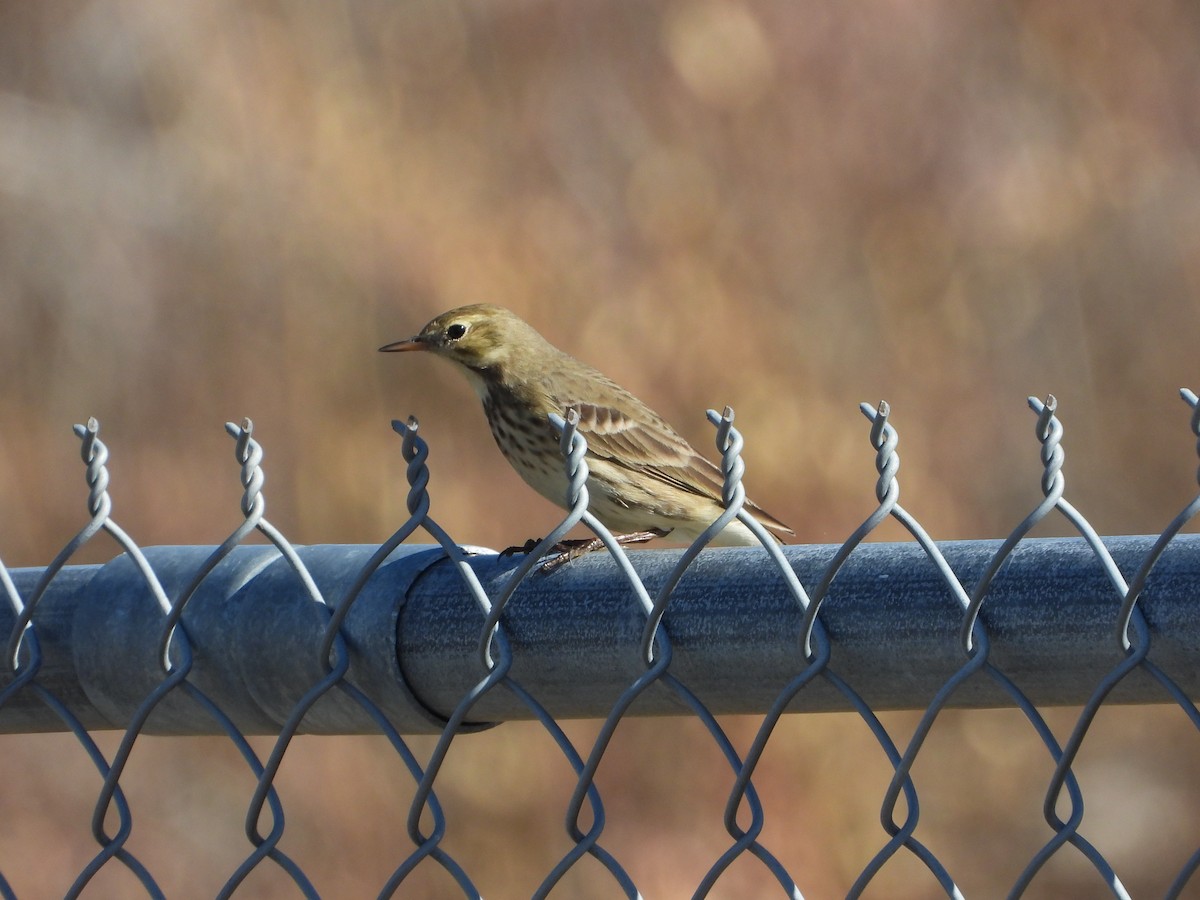 American Pipit - ML643807475
