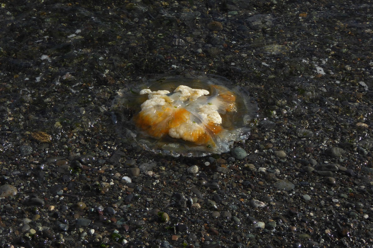 Nesseltiere - ML643807477