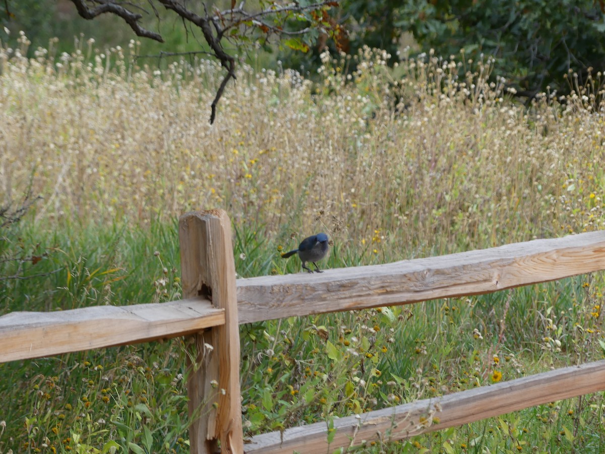 Woodhouse's Scrub-Jay - ML643807478