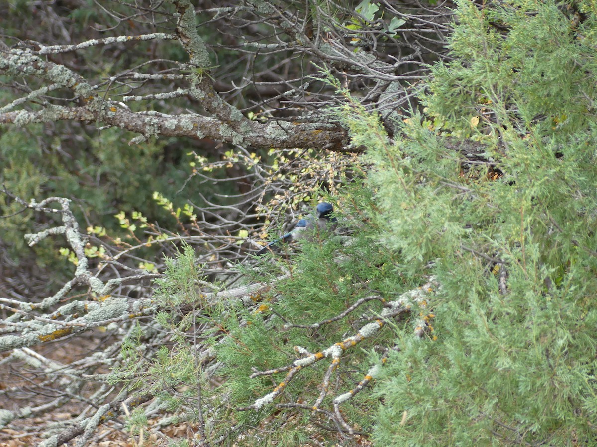 Woodhouse's Scrub-Jay - ML643807479
