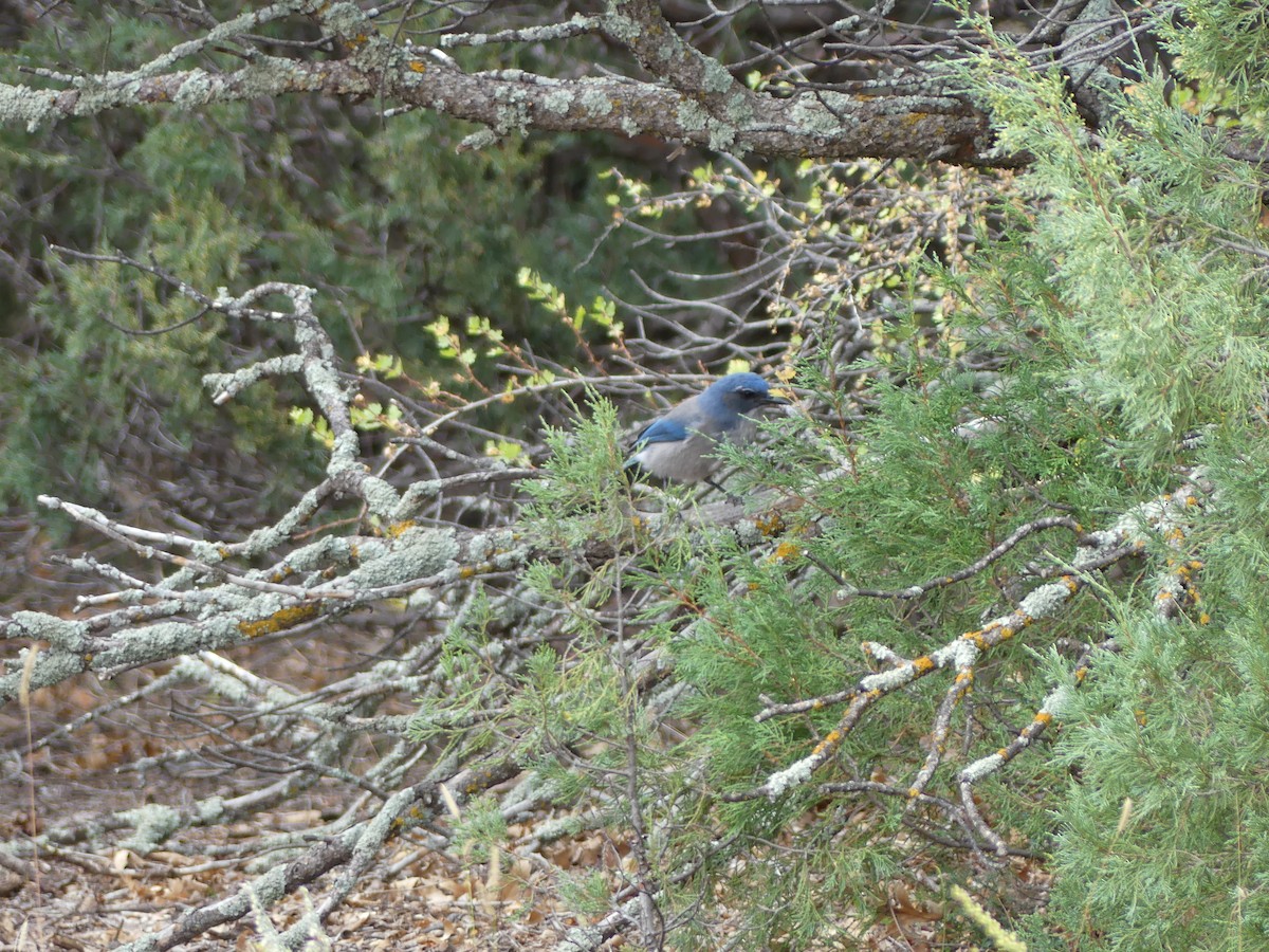 Woodhouse's Scrub-Jay - ML643807480