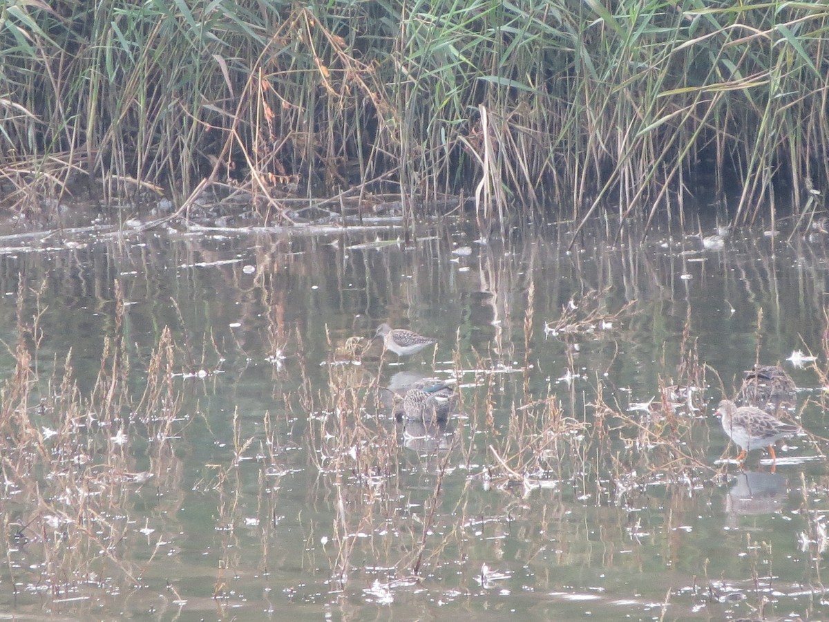 タカブシギ - ML643807482