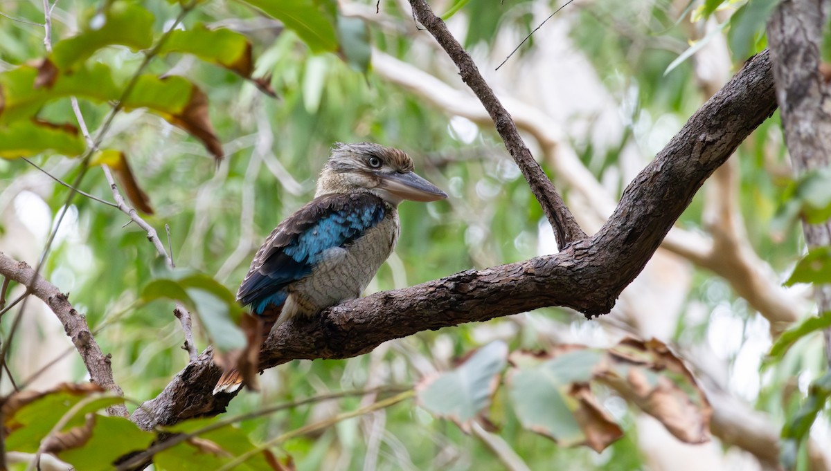 Blue-winged Kookaburra - ML643807483