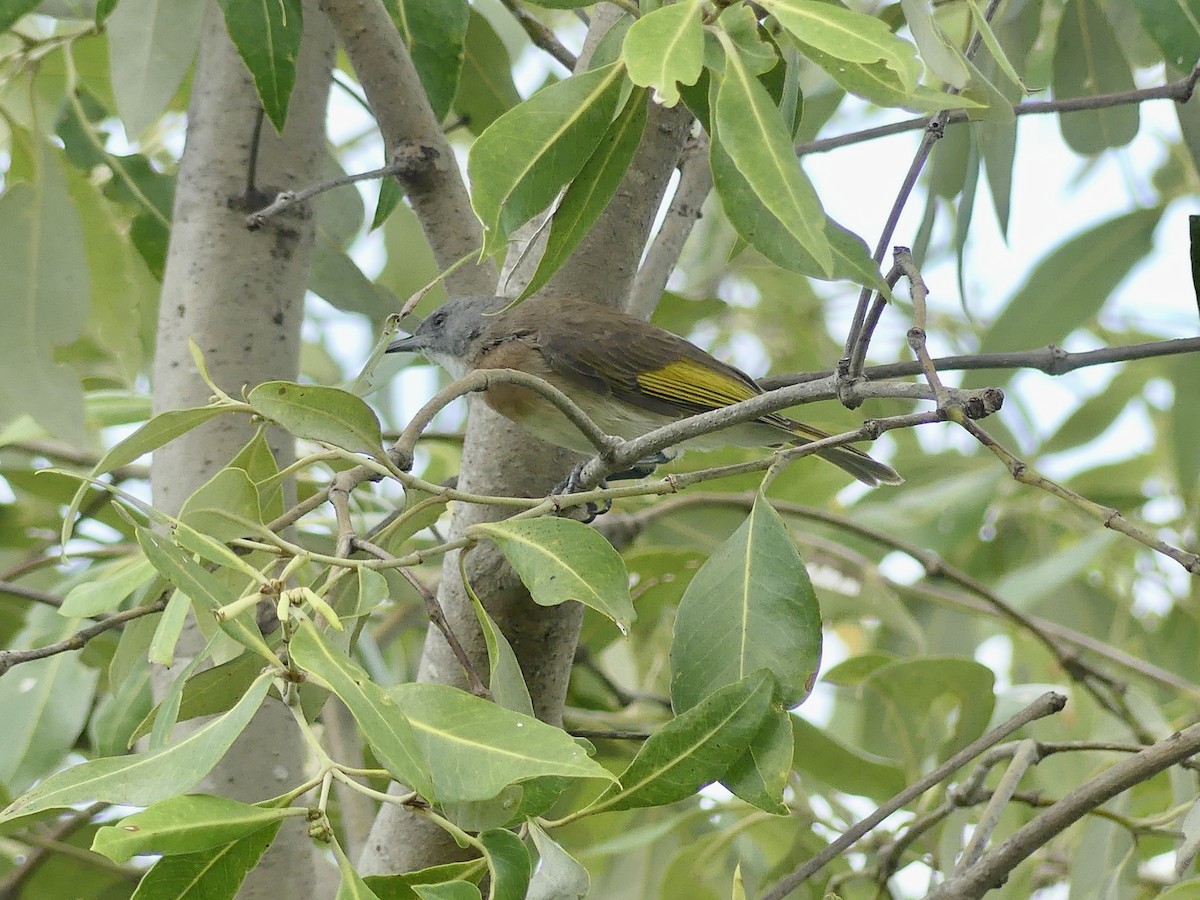 Rufous-banded Honeyeater - ML643807488