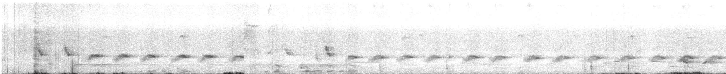 ノドグロハチマキミツスイ（gularis） - ML643807489