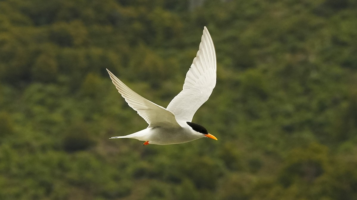 Black-fronted Tern - ML643807492