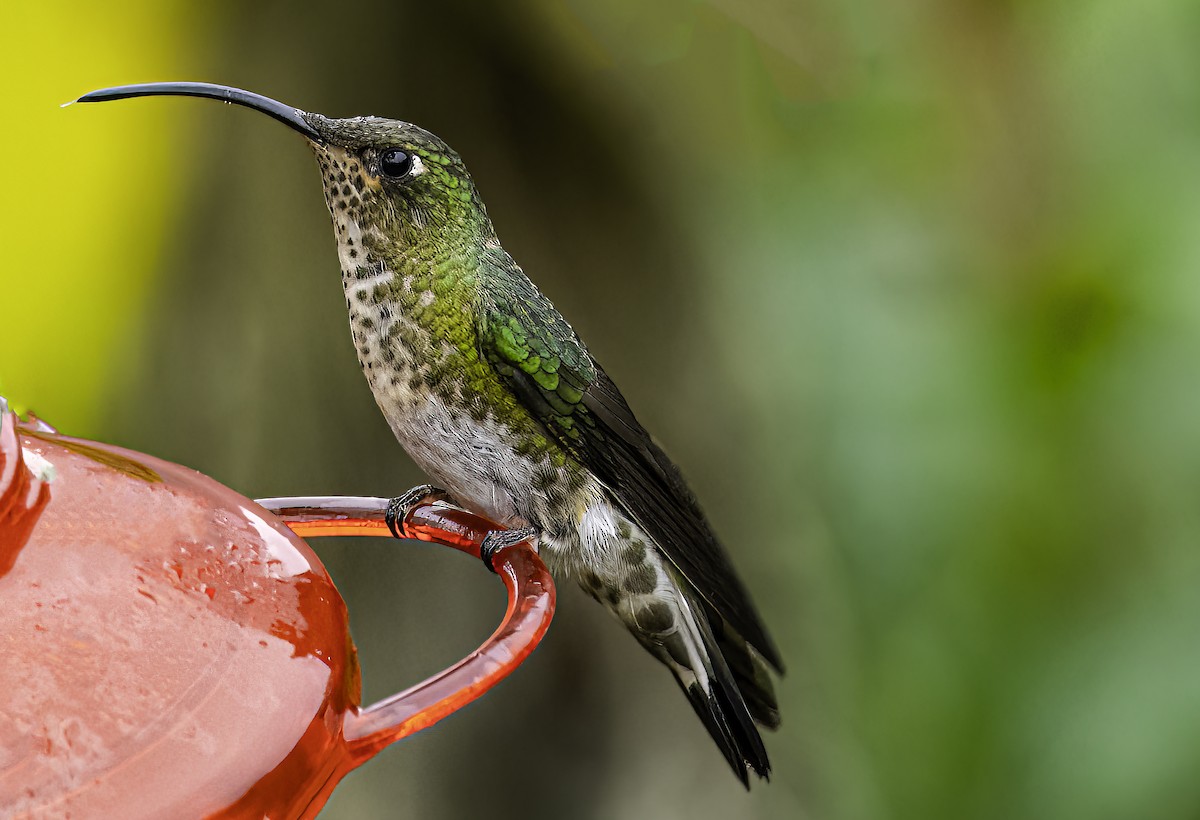 Mountain Velvetbreast - ML643807493