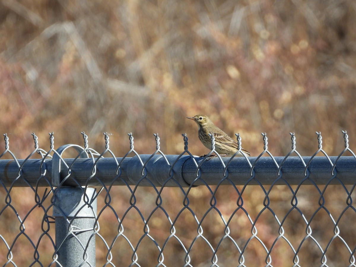 American Pipit - ML643807502