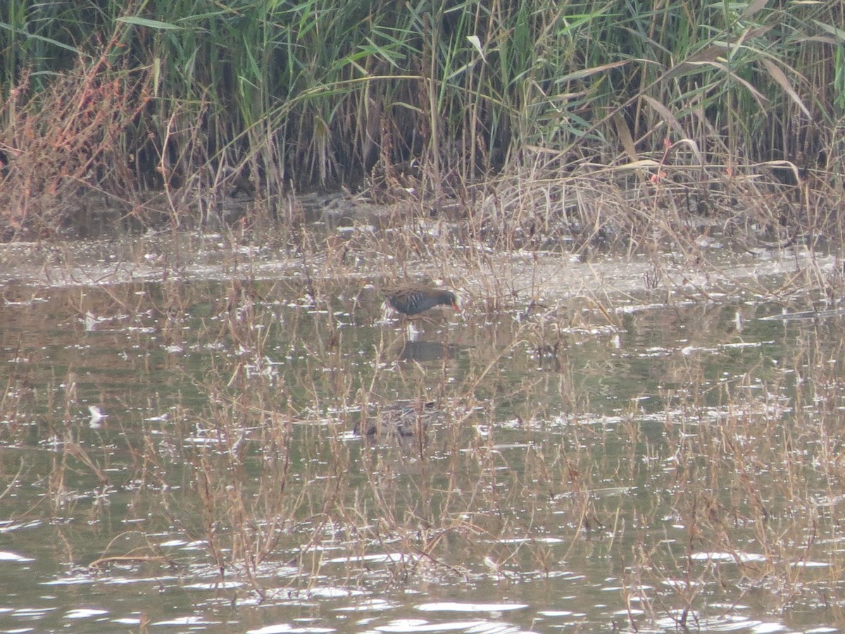 ヨーロッパクイナ - ML643807505