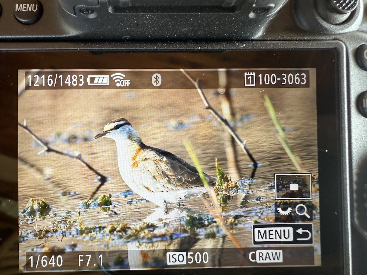 Lesser Jacana - ML643807507